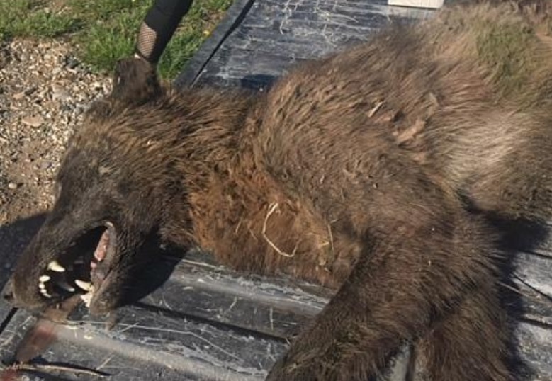 Mysterieus beest stelt experts voor raadsel