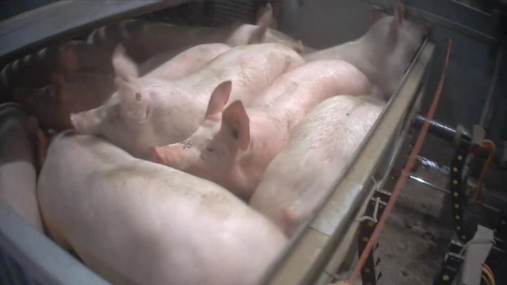 Nog altijd varkens levend gekookt in slachthuizen