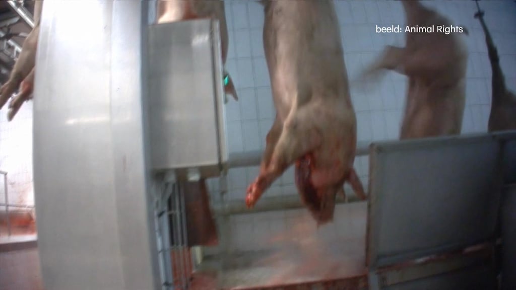 Dieren levend gekookt en gevild in Nederlandse slachthuizen