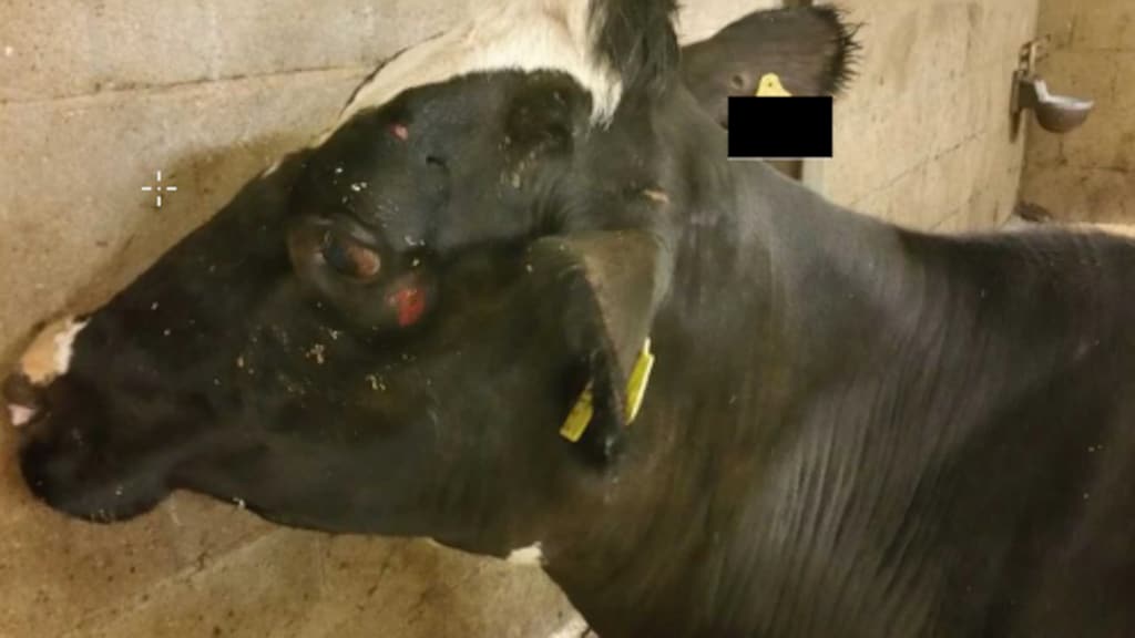 Ernstige voorbeelden van dierenleed in slachthuizen (let op: schokkend)