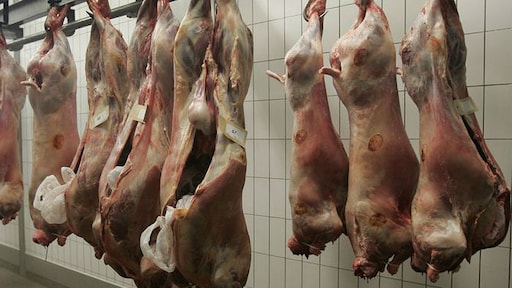 Van Vollenhoven: 'Schandalig, dit is gewoon dierenmishandeling'