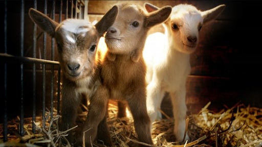 Aantal geiten blijft fors stijgen: 'Geitenmelk is geen hype'