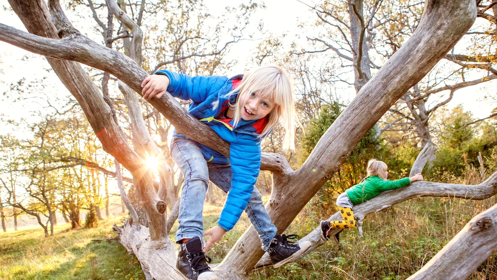 'Kinderopvang mijdt elk risico, zelfs een hekje om een boomstronk'