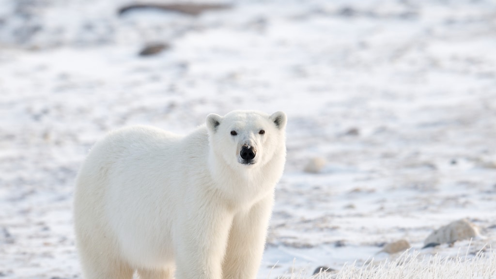 IJsberen steeds gevaarlijker: 'Ze zijn niet bang meer van mensen'