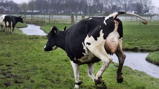 Minder methaanuitstoot? Nederlandse koeienfokmethode gaat hele wereld over