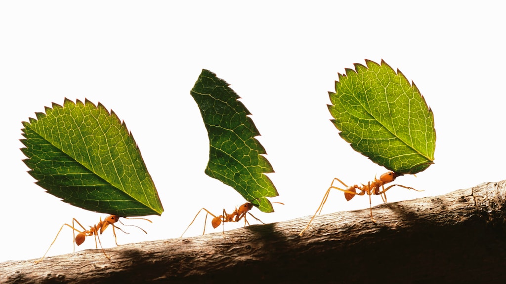 Van bakpoeder tot spiritus: jullie 10 tips tegen mieren