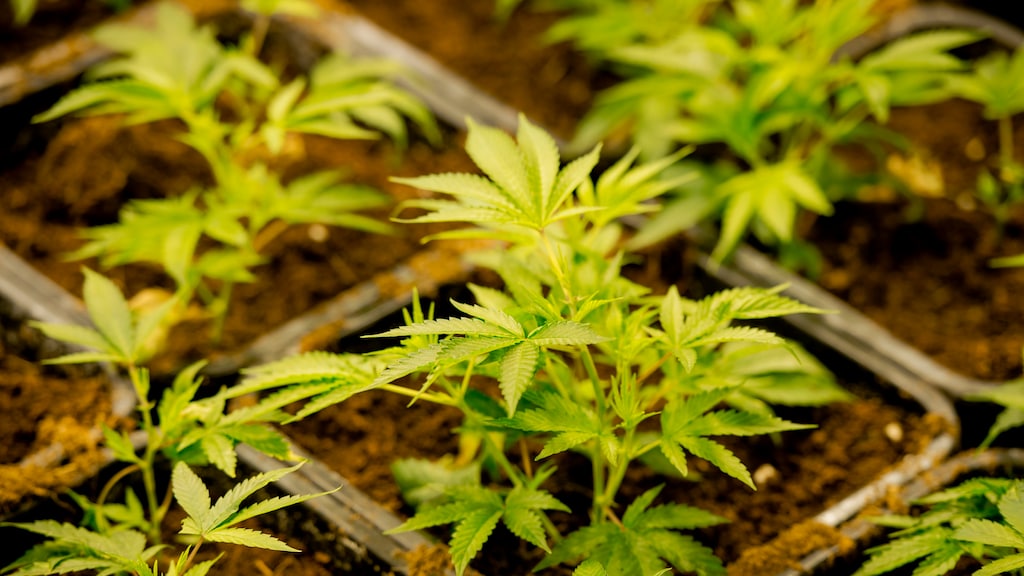 Kamermeerderheid wil onderzoek naar criminelen in de zorg: 'Dit is veel groter dan we dachten'