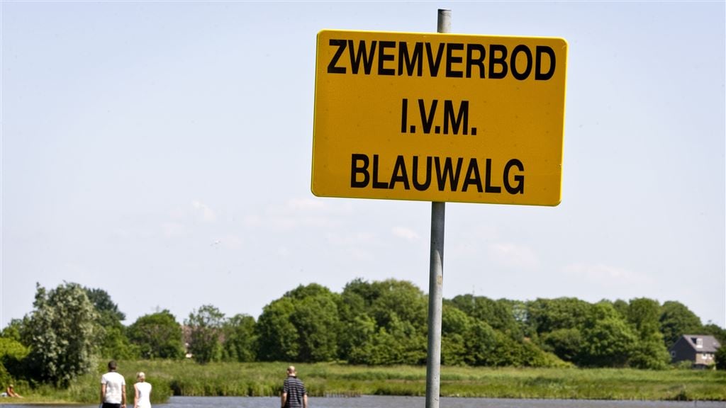 Op zoek naar verkoeling? Pas op voor blauwalg als je gaat zwemmen