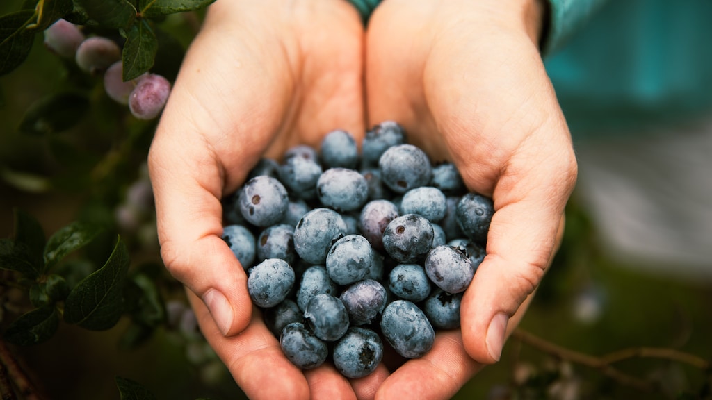 Verkoop blauwe bessen stijgt: 'Net zo gezond als één appel of banaan'