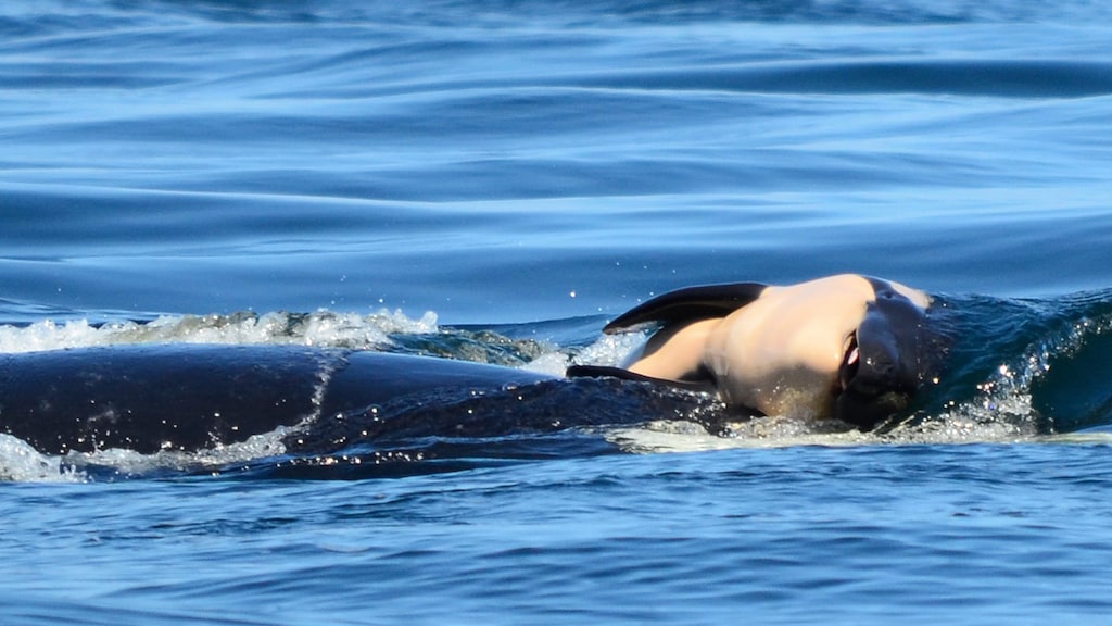 Rouwende orka laat na 17 dagen haar dode jong eindelijk los