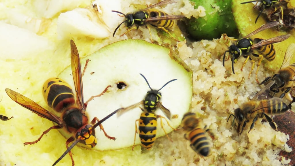 Traumahelikopter ingezet na steek hoornaar