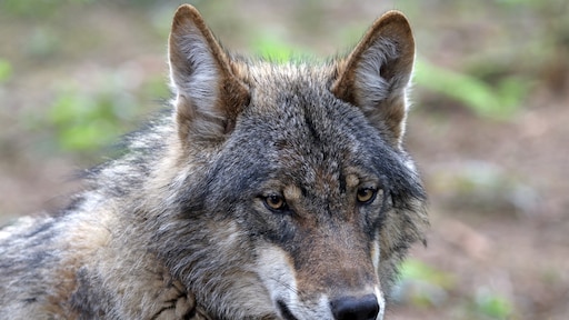 Wolf weer stap dichter bij Nederland: roedel vestigt zich aan grens