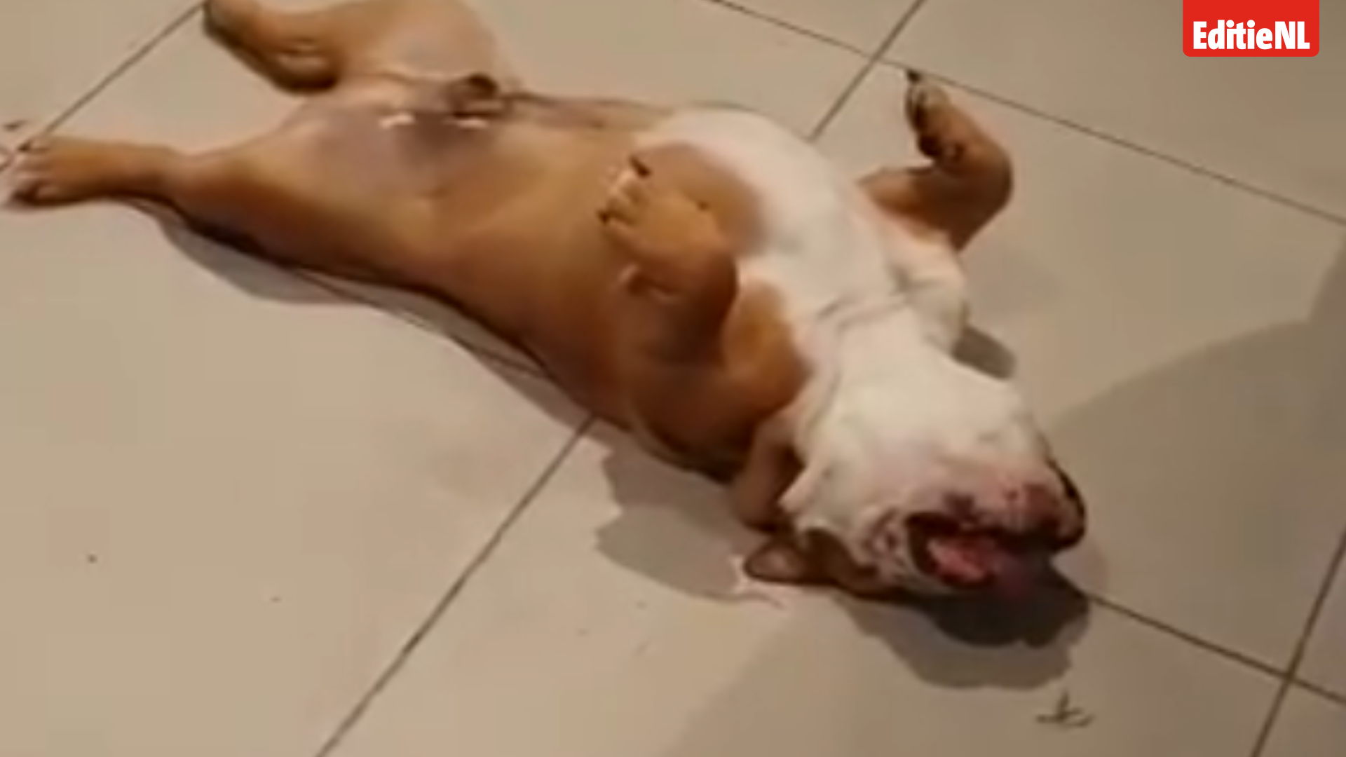 Video: honden doen alsof ze dood zijn