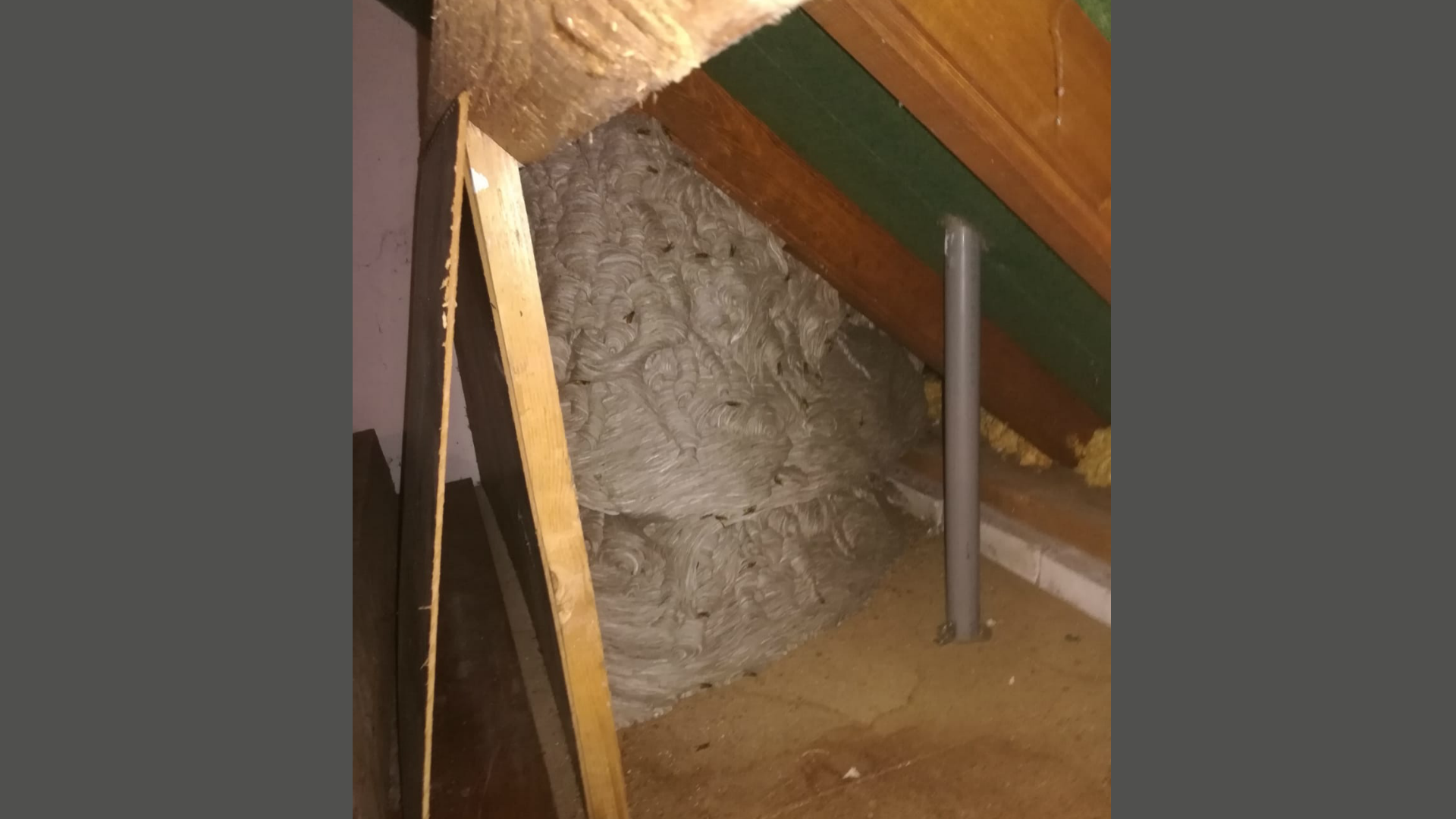 12.000 wespen op zolder van Riky 