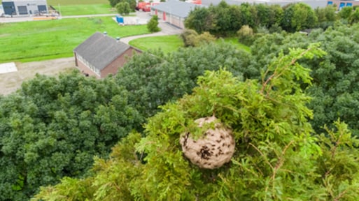 Zeldzame vondst: nest Aziatische hoornaar ontdekt en vernietigd in Sluis