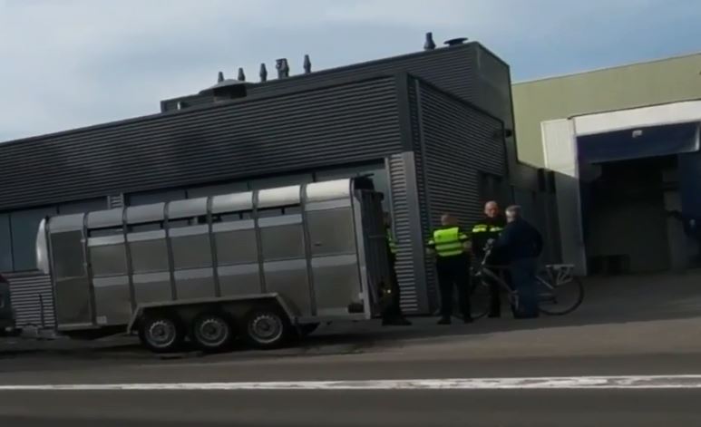 Inval bij slachthuis in Hoogeveen om slachten zieke dieren