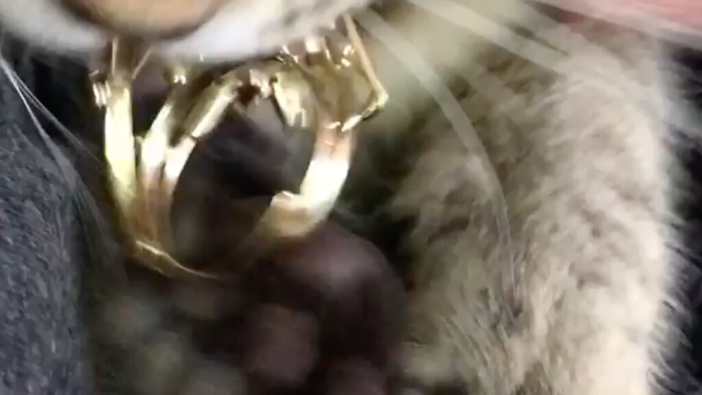 Hilarisch: de kat van Beau heeft een nieuw speeltje