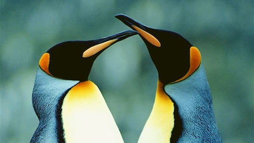 Homoseksualiteit onder pinguïns doodnormaal: 'Ze snoepen van twee walletjes'