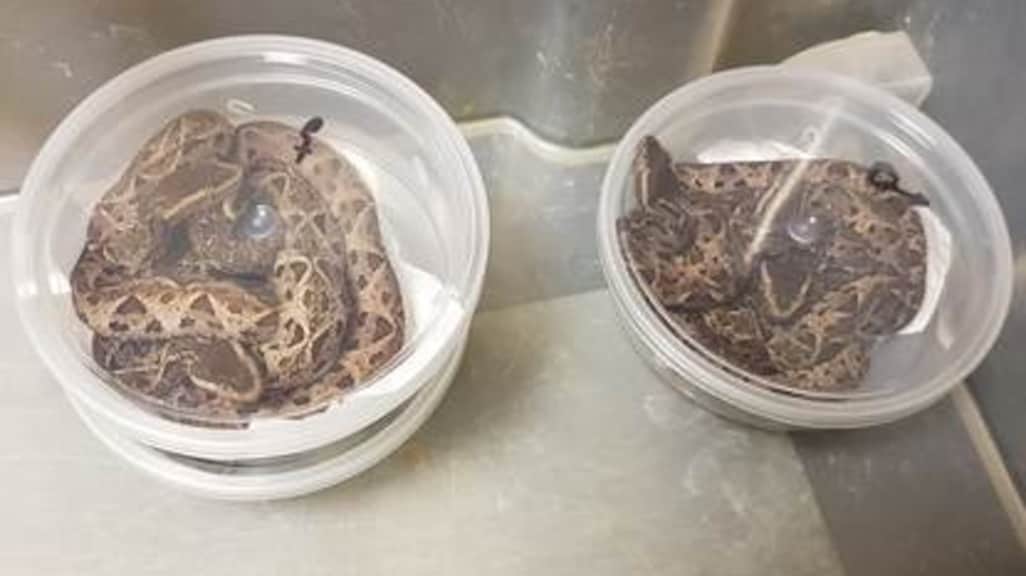 Inbeslaggenomen slangen op Schiphol.