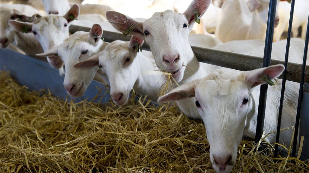 Buren van geitenhouderijen hebben verhoogde kans op longontsteking
