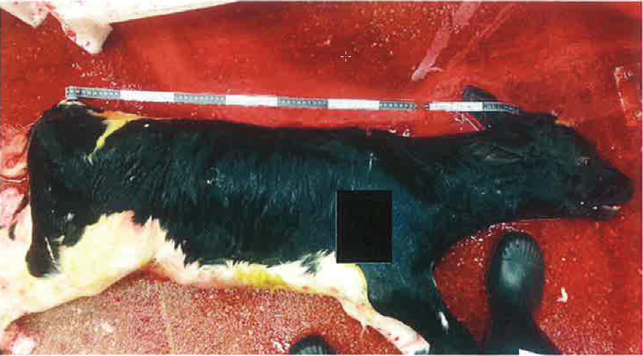 Dit ongeboren kalf kwam tevoorschijn toen de moederkoe werd geslacht. Het kalf was volledig behaard. Het dier was van kruin tot staart 89 cm lang. Boer zegt niet te weten wanneer koe is geïnsemineerd en waarom het is afgevoerd naar de slacht. 
