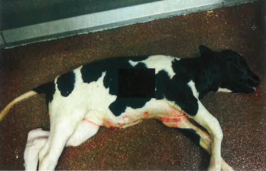 Dit kalf kwam bij de slacht van de koe vrij. Het dier was van kop tot staart 84 cm lang en de snijtanden waren al door. Volgens de NVWA was de draagtijd van de koe de 90% gepasseerd en had het dier niet naar het slachthuis vervoerd mogen worden.