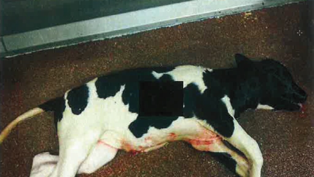 Dit kalf kwam bij de slacht van de koe vrij. Het dier was van kop tot staart 84 cm lang en de snijtanden waren al door. Volgens de NVWA was de draagtijd van de koe de 90% gepasseerd en had het dier niet naar het slachthuis vervoerd mogen worden.