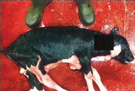 De dierenarts in het slachthuis ziet dit 256 dagen oude kalf tevoorschijn komen als de moederkoe wordt geslacht. Het kalf is volledig behaard en van kop tot staart 82 lang. De boer zegt dat hij er van uit ging dat het dier niet drachtig was.