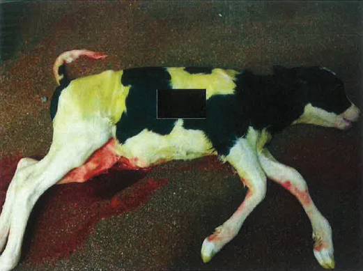 De draagtijd van de koe waar dit kalf uit komt wasal vergevorderd (93%). Volgens de dierenarts is het kalf 92 cm groot en volledig behaard. De koe had niet naar het slachthuis vervoerd mogen worden en daarvoor krijgt de boer een waarschuwing.