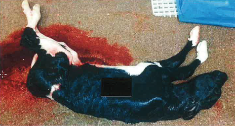 Het blijkt dat de koe al 268 dagen drachtig is (96% van de draagtijd). Het kalf is volledig behaard, is 95 cm lang en 8 snijtanden zijn al doorgebroken. De boer geeft aan dat hij niet wist dat de koe drachtig was.