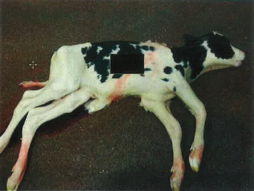 Dit kalf komt tevoorschijn als de moeder koe is geslacht. Het dier is 88 cm lang en heeft 8 snijtanden. De boer zegt dat het niet zijn bedoeling is geweest om een hoogdrachtige koe te laten slachten.