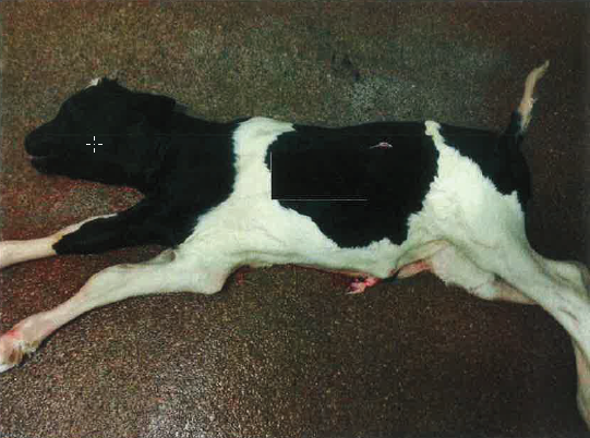 De draagtijd van de koe was vergevorderd, 92%. Het kalf is 92 cm, behaard en 8 snijtanden waren al doorgebroken. De boer zegt dat de koe gescand was en dat daaruit bleek dat de koe niet drachtig was.