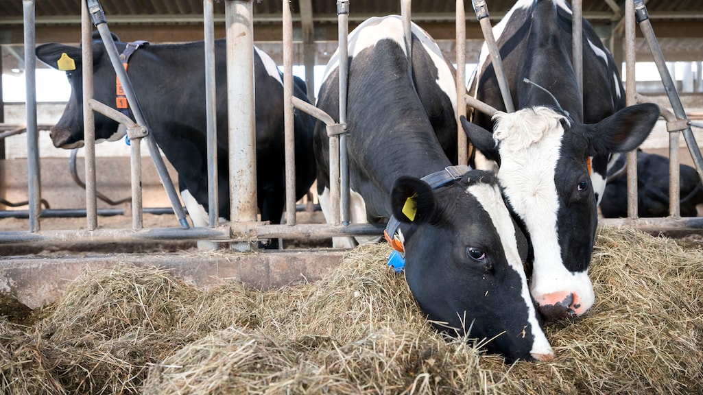 Hoogzwangere koeien naar slachtbank ondanks verbod, honderden kalfjes gestikt