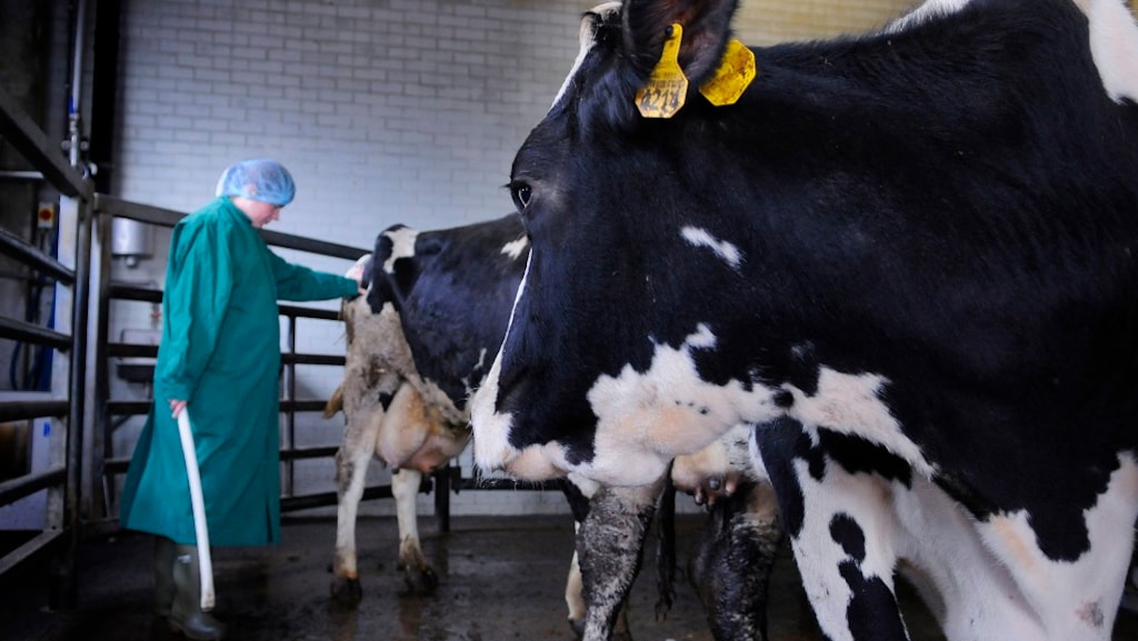 NVWA: meteen boetes voor slachten hoogzwangere koeien