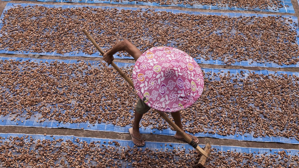 Duurzame cacao-industrie nog ver weg: 'Zelfs wetgeving werkt tegen'