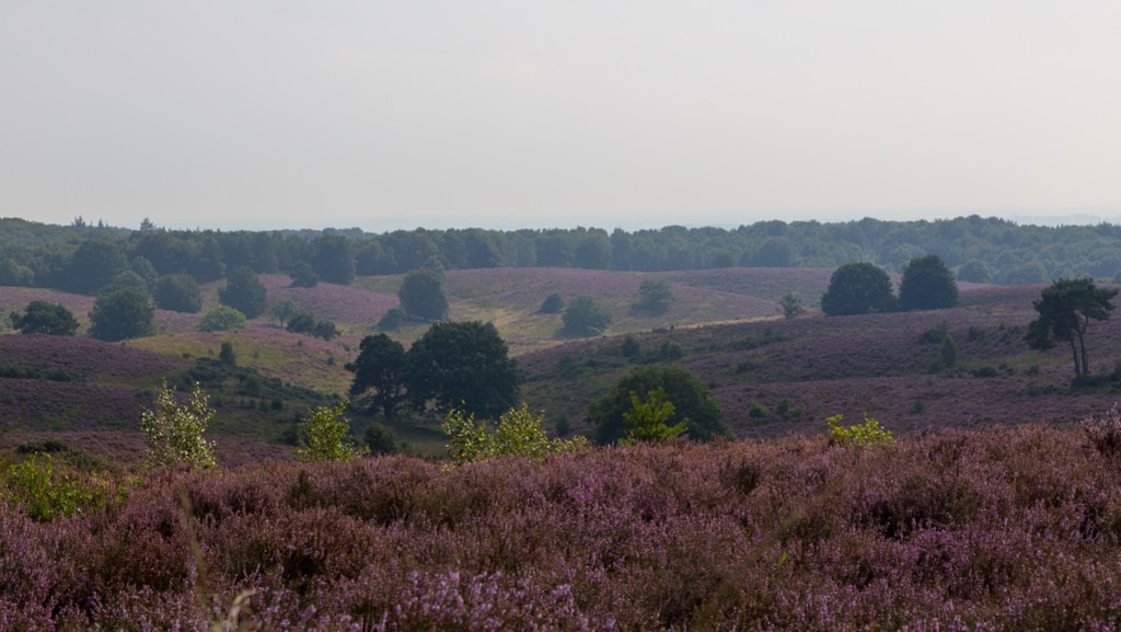 Rapport: strenger stikstofbeleid nodig om natuur te herstellen