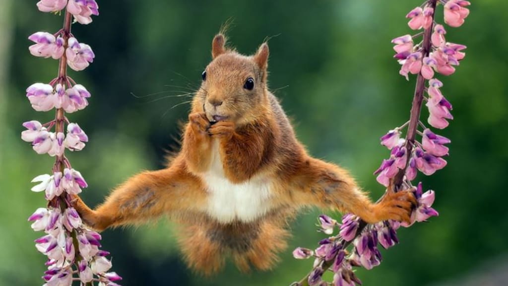 Nederlander wint prijs voor grappigste natuurfoto: 'Het zijn eigenlijk helemaal geen komische dieren'