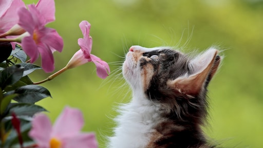 Welke bloemen en planten zijn giftig of zelfs dodelijk voor je kat?