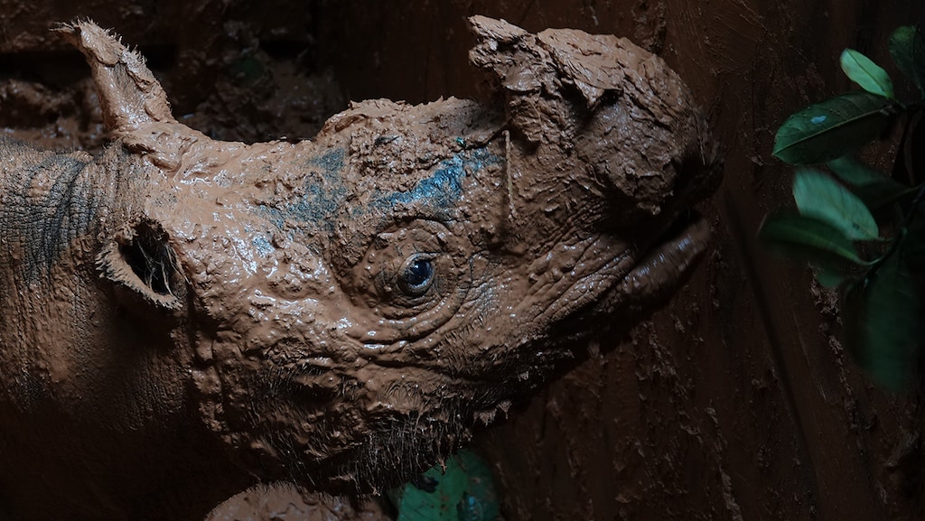 Zeldzame Sumatraanse neushoorn gevangen voor fokprogramma