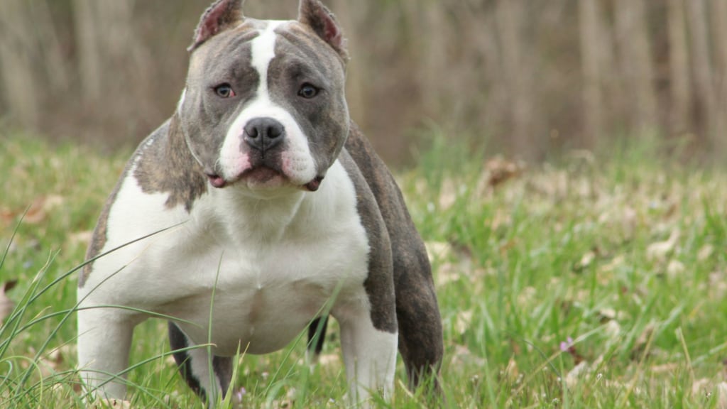 Toad Bully steeds populairder: 'Een extreme hond met extreme gezondheidsproblemen'