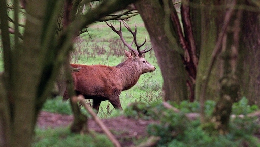 Meer jagers ingezet voor afschieten edelherten Oostvaardersplassen