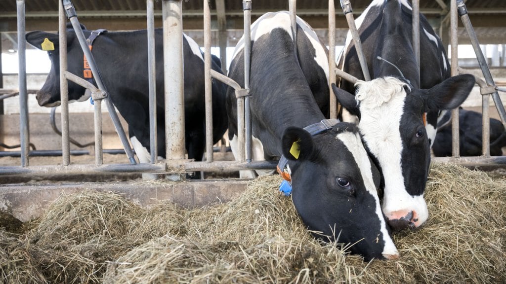 Geen koe of varken minder tegen stikstofcrisis, als het aan de VVD ligt