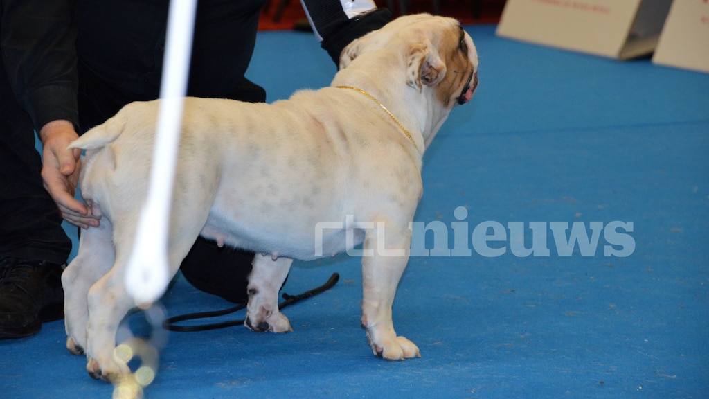 Een van de teefjes die worden betast.