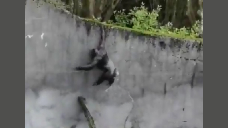 Bezoekers dierentuin oog in oog met ontsnapte chimpansees