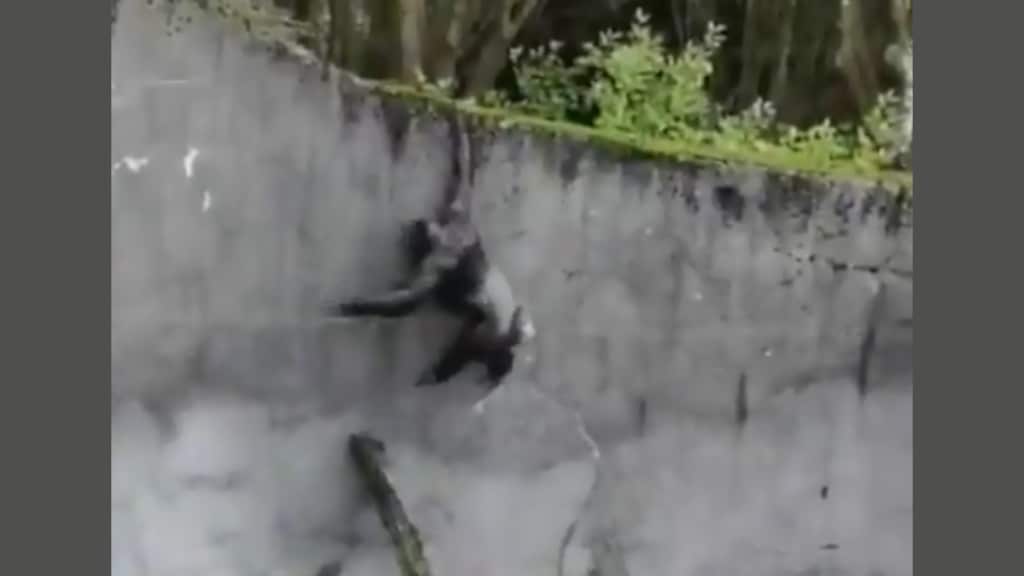 Bezoekers dierentuin oog in oog met ontsnapte chimpansees