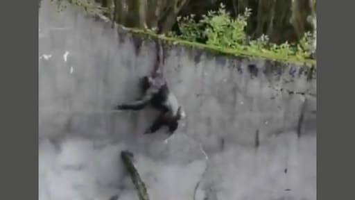 Bezoekers dierentuin oog in oog met ontsnapte chimpansees