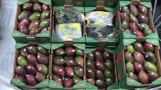 1500 kilo cocaïne verstopt tussen de mango's in Rotterdam, douanier opgepakt