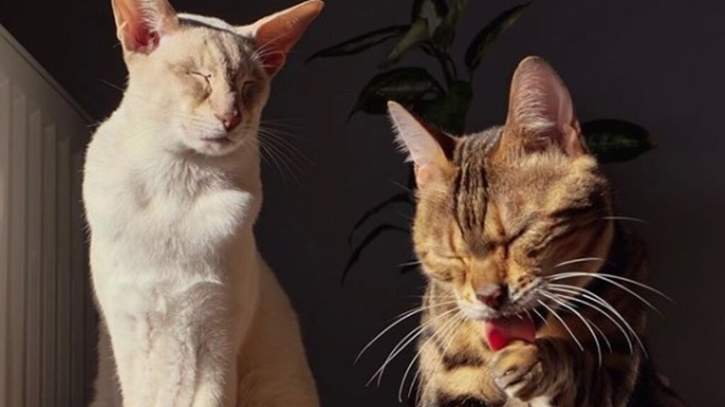 We krijgen nu al lentekriebels: 'De natuur loopt drie weken voor'