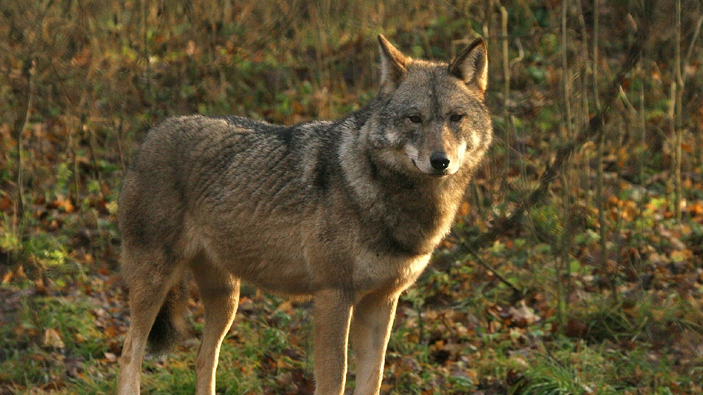 Een wolf voor je neus: wegrennen of stokstijf stil blijven staan?