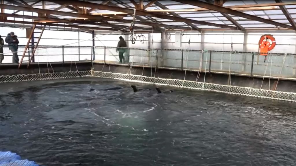 Russische 'orkagevangenis' moet walvissen vrijlaten